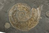 Plate Of Pyritized Ammonite Fossils - Posidonia Shale, Germany #192189-1